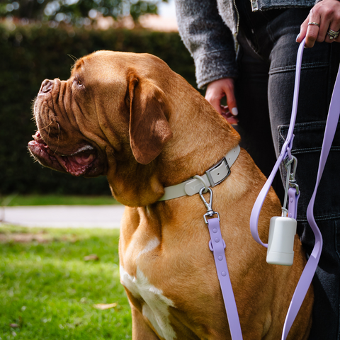 Correa Multifuncional